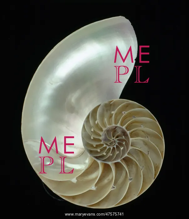 : Nautilus pompilius, nautilus : Nautilus pompilius, nautilus