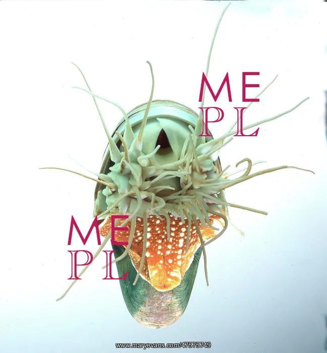 : Nautilus pompilius, nautilus : Nautilus pompilius, nautilus