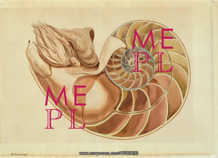 : Nautilus sp : Nautilus sp