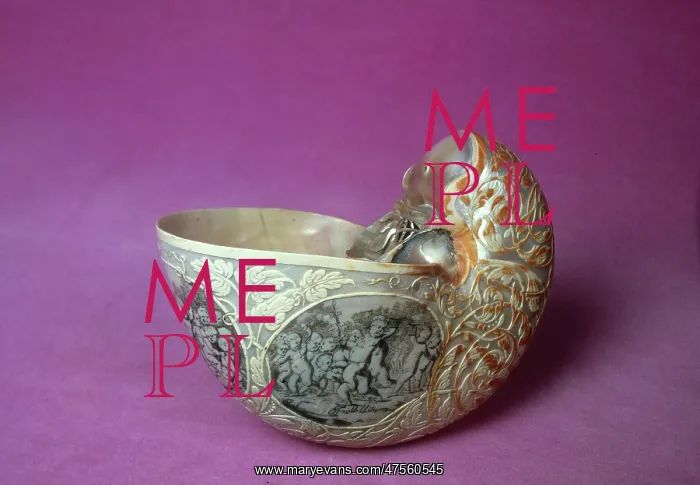 : Nautilus sp. nautilus shell : Nautilus sp. nautilus shell