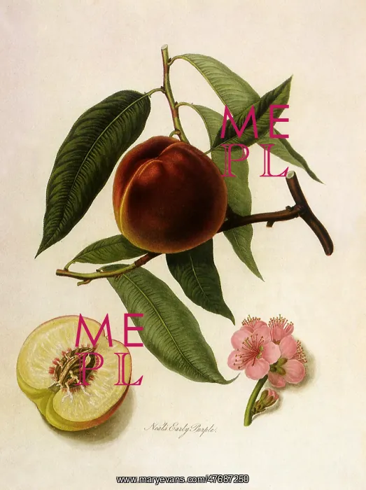 : Neal's Early Purple Peaches : Neal's Early Purple Peaches