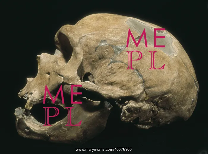 : Neanderthal man skull (Homo Sapiens Neanderthalensis) : Neanderthal man skull (Homo Sapiens Neanderthalensis)