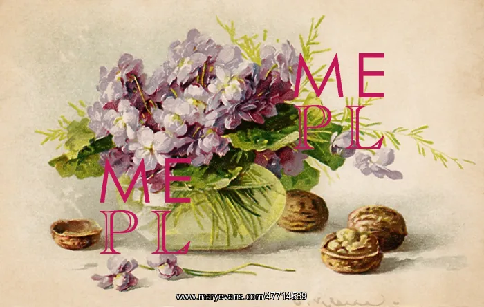 : Neapolitan Violets and Walnuts : Neapolitan Violets and Walnuts