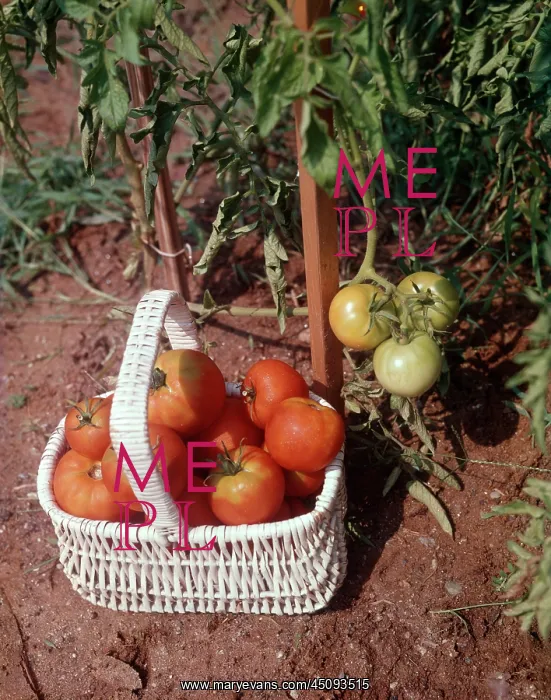 : Nearly Ripe Tomatoes Fresh Picked in White Wicker : Nearly Ripe Tomatoes Fresh Picked in White Wicker