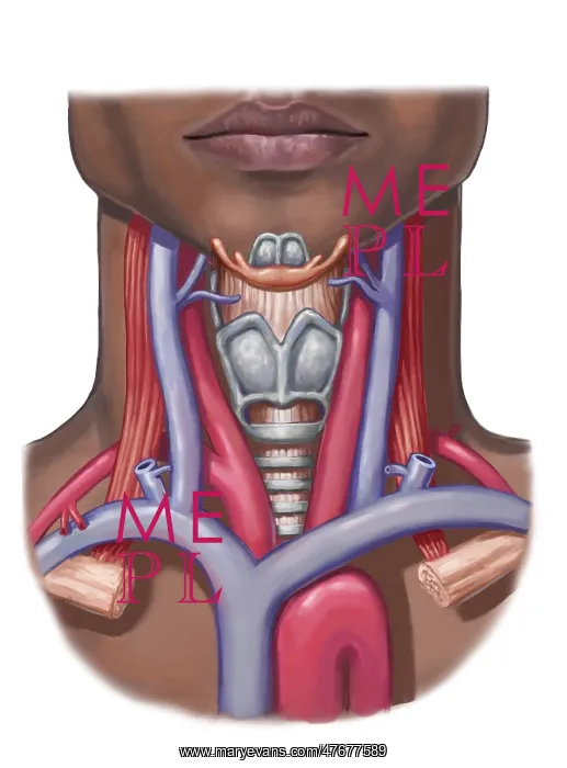 : Neck Anatomy, illustration : Neck Anatomy, illustration