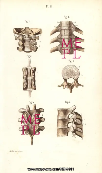 : Neck and spinal column : Neck and spinal column