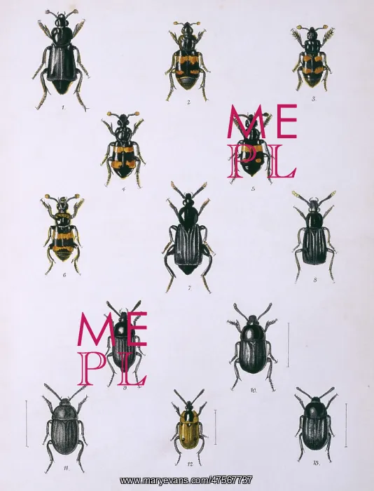 : Necrophorous, Necrodes & Silpha, beetles : Necrophorous, Necrodes & Silpha, beetles