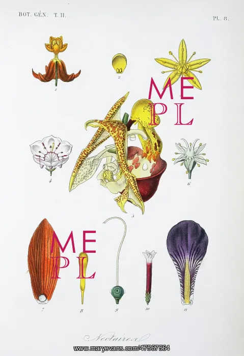 : Nectaries from various flowers : Nectaries from various flowers
