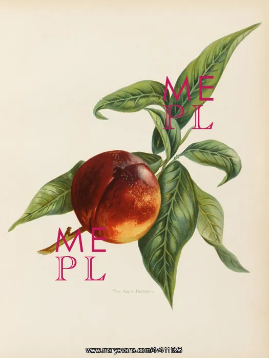  : NECTARINE. Pine Apple Nectarine (How's that for a confusing name !)
