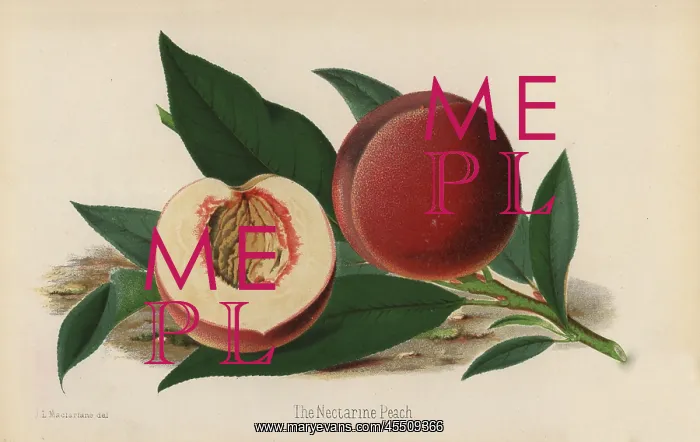 : The Nectarine Peach, Prunus persica : The Nectarine Peach, Prunus persica