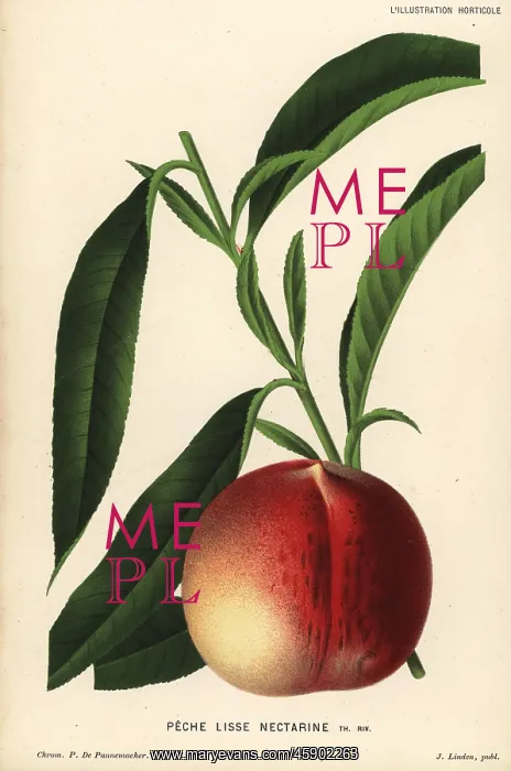 : Nectarine peach, Prunus persica : Nectarine peach, Prunus persica