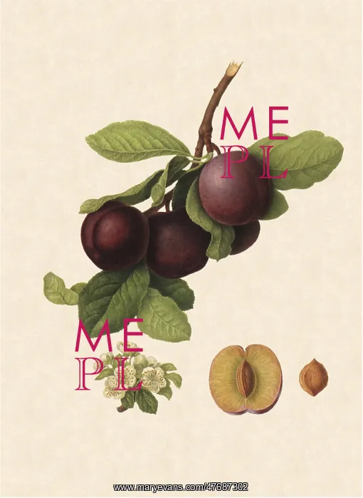  : Nectarine Plums