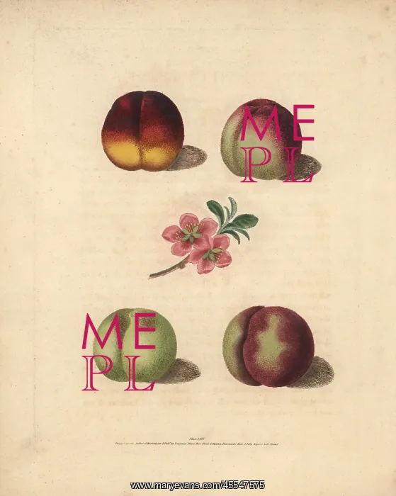 : Nectarine varieties, Prunus persica : Nectarine varieties, Prunus persica