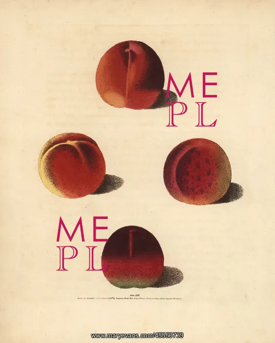: Nectarine varieties, Prunus persica : Nectarine varieties, Prunus persica