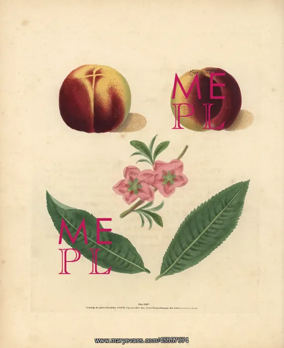 : Nectarine varieties, Prunus persica : Nectarine varieties, Prunus persica