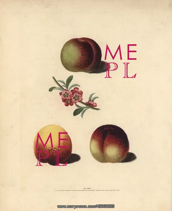 : Nectarine varieties, Prunus persica : Nectarine varieties, Prunus persica