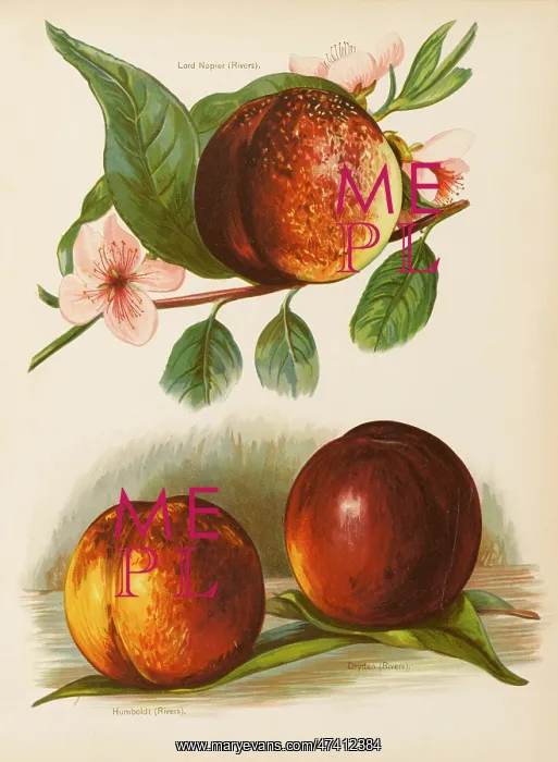  : NECTARINES