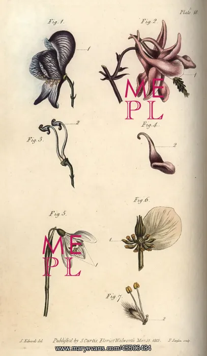 : Nectarium of the aconite 1, 3, columbine 2 : Nectarium of the aconite 1, 3, columbine 2