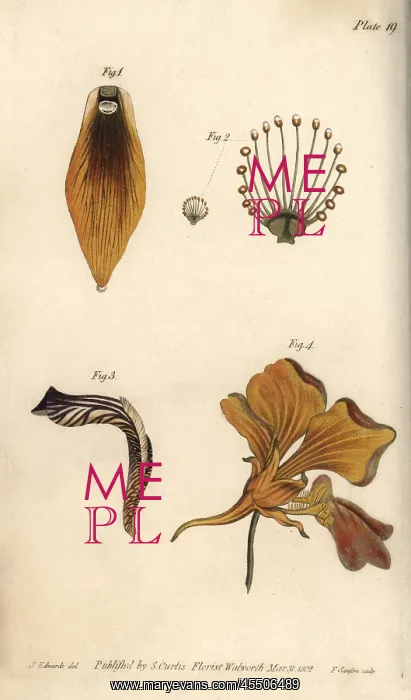 : Nectarium of the crown imperial 1, grass of : Nectarium of the crown imperial 1, grass of