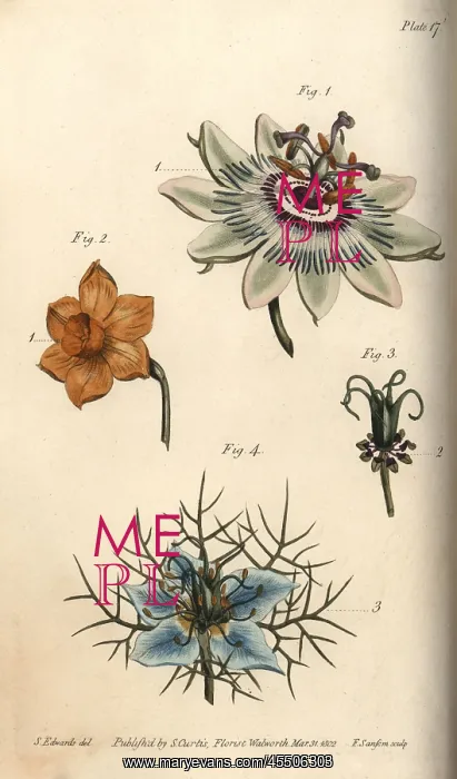  : Nectarium of the passionflower 1, daffodil