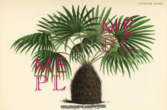 : Needle palm, Rhapidophyllum hystrix : Needle palm, Rhapidophyllum hystrix
