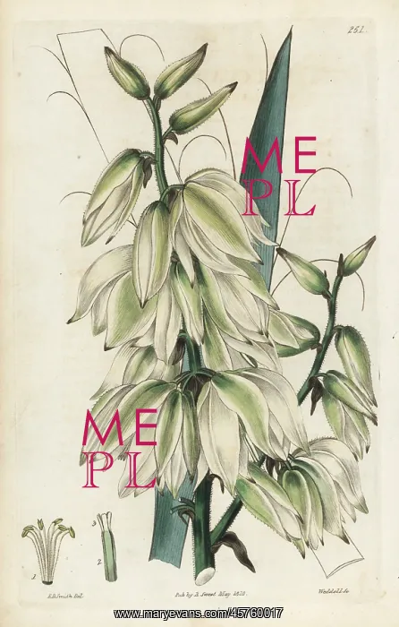 : Needle palm, Yucca flaccida : Needle palm, Yucca flaccida