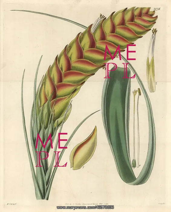 : Needleleaf airplant, Tillandsia setacea : Needleleaf airplant, Tillandsia setacea