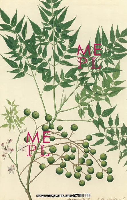  : Neem Tree. Illustration of a Neem Tree held in the Botany Library a the