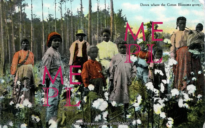 : Negro Cotton Pickers, USA : Negro Cotton Pickers, USA