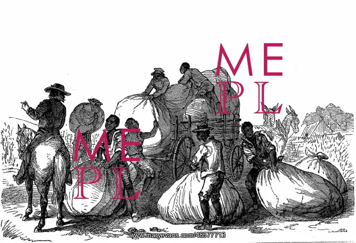: Negro labour loading sacks of cotton on cart to : Negro labour loading sacks of cotton on cart to