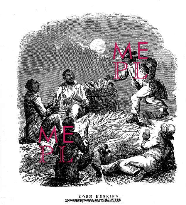 : Negro labourers husking corn (Maize), Southern : Negro labourers husking corn (Maize), Southern