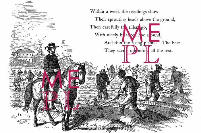 : Negro labourers weeding cotton under the eyes : Negro labourers weeding cotton under the eyes