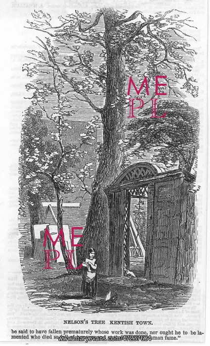 : NELSON / TREE / KENTISH TOWN : NELSON / TREE / KENTISH TOWN