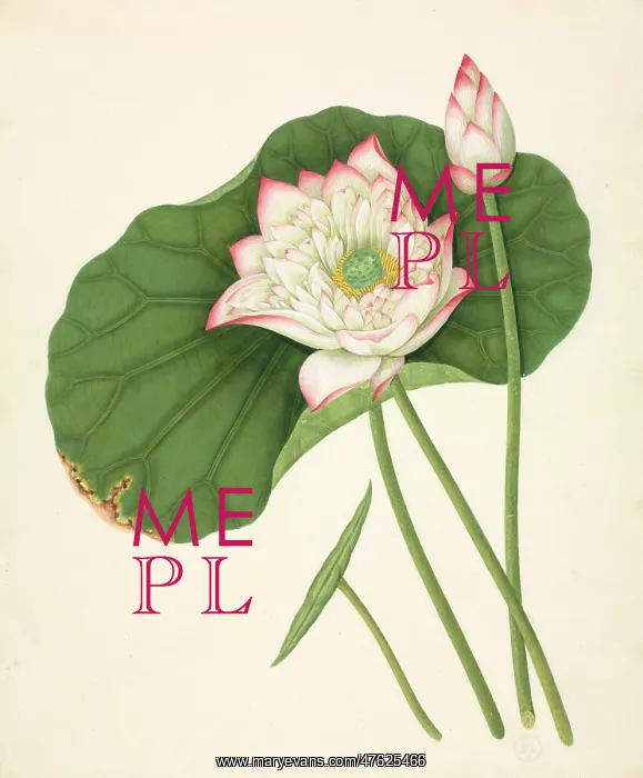 : Nelumbo nucifera, Sacred lotus : Nelumbo nucifera, Sacred lotus