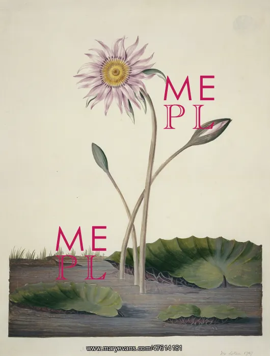 : Nelumbo sp. lotus : Nelumbo sp. lotus