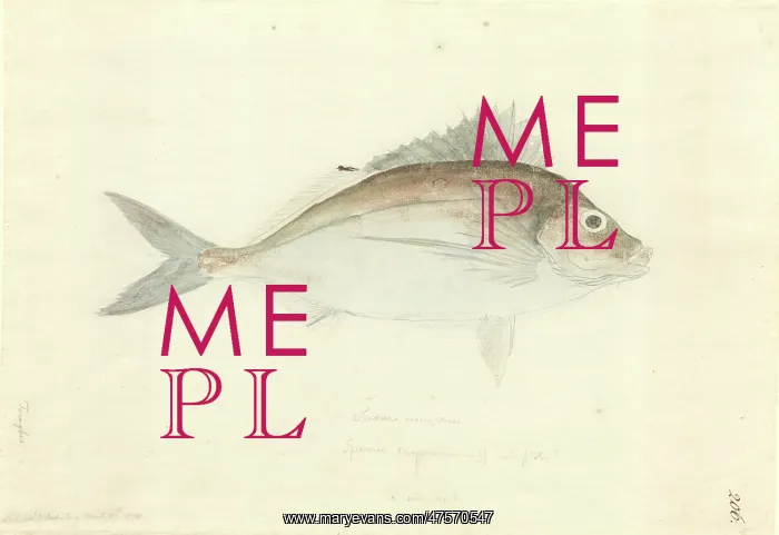 : Nemadactylus macropterus, tarakihi : Nemadactylus macropterus, tarakihi