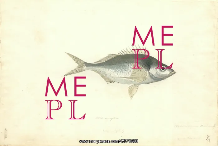 : Nemadactylus macropterus, tarakihi : Nemadactylus macropterus, tarakihi