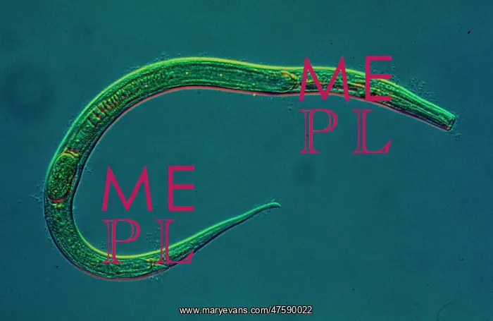 : Nematode worm : Nematode worm
