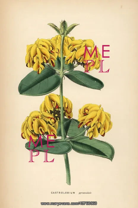 : Nemcia pyramidalis : Nemcia pyramidalis