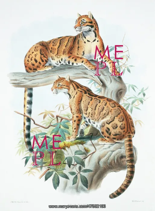 : Neofelis nebulosa diardi, clouded leopard : Neofelis nebulosa diardi, clouded leopard