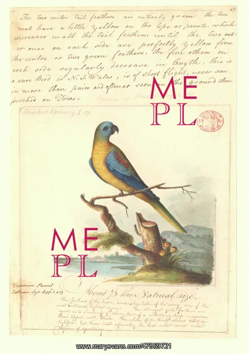 : Neophema pulchella, turquoise parrot : Neophema pulchella, turquoise parrot
