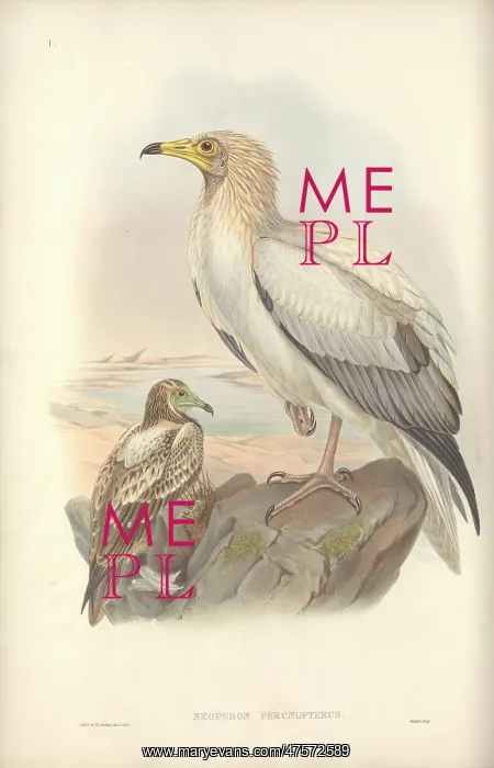 : Neophron percnopterus, Egyptian vulture : Neophron percnopterus, Egyptian vulture