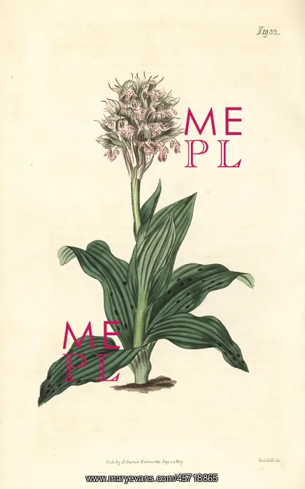  : Neotinea lactea orchid
