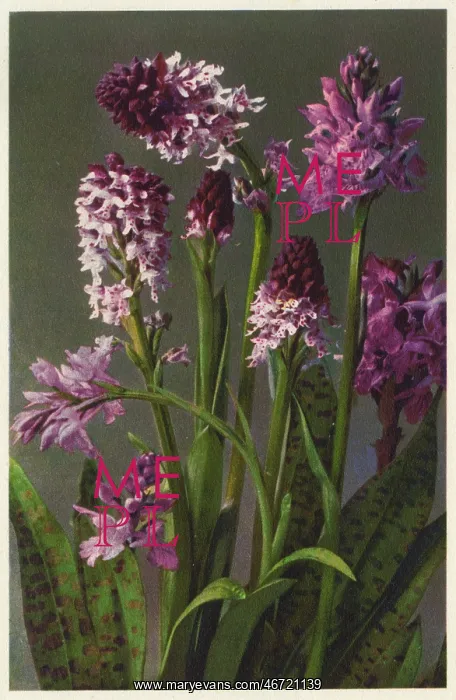 : Neotinea ustulata - burnt-tip orchid : Neotinea ustulata - burnt-tip orchid