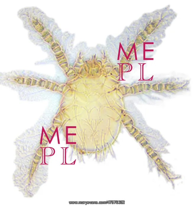 : Neotrombicula autumnalis, harvest mite : Neotrombicula autumnalis, harvest mite
