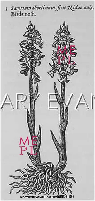 : NEOTTIA NIDUS-AVIS : NEOTTIA NIDUS-AVIS