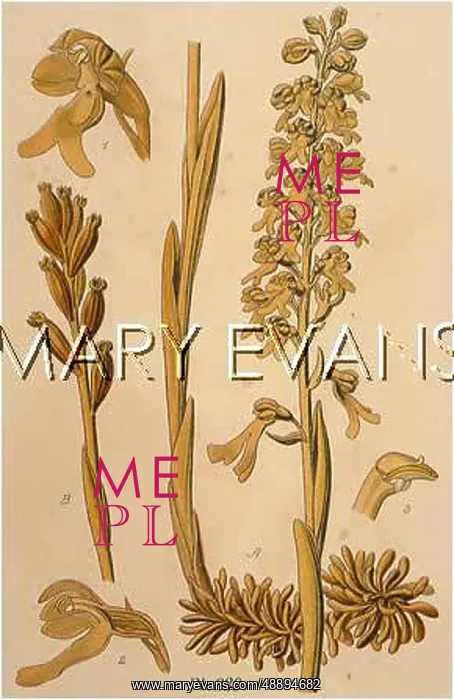  : NEOTTIA NIDUS-AVIS
