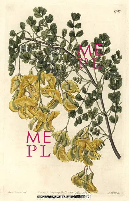 : Nepal bladder-senna, Colutea nepalensis : Nepal bladder-senna, Colutea nepalensis