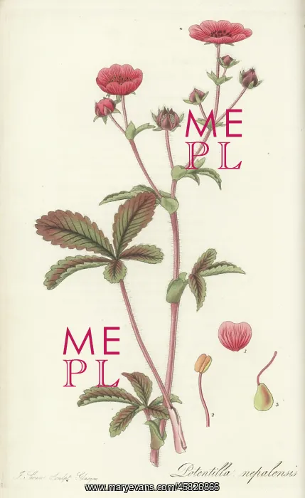 : Nepal cinqufoil, Potentilla nepalensis : Nepal cinqufoil, Potentilla nepalensis