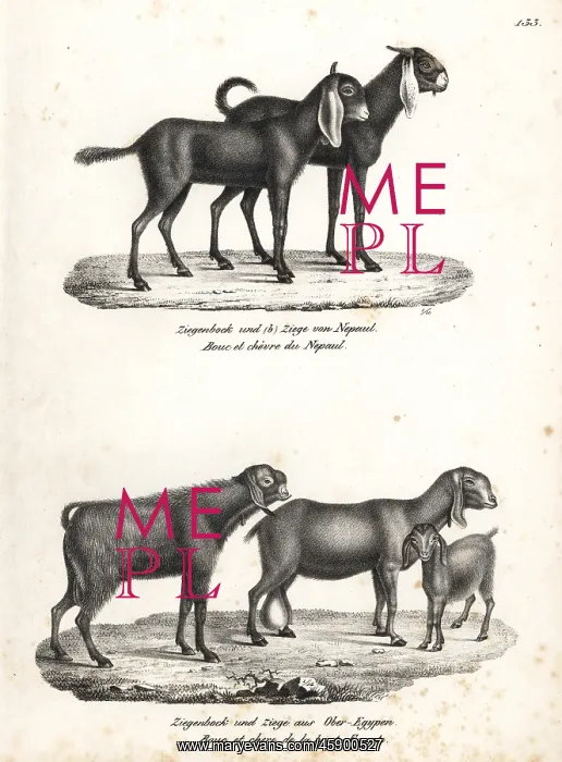 : Nepal goat and Egyptian goat : Nepal goat and Egyptian goat